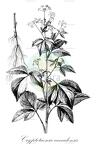 Cryptotaenia canadensis