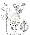 Cyclospermum leptophyllum