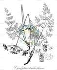 Cymopterus terebinthinus