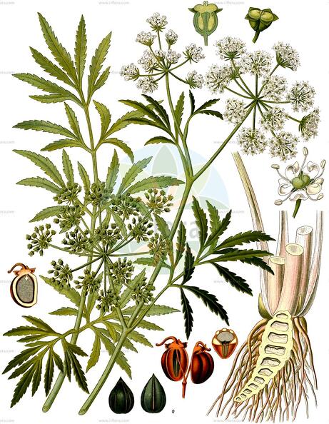 Cicuta virosa
