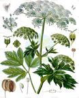 Peucedanum ostruthium