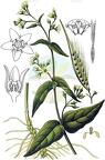 Vincetoxicum hirundinaria