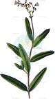 Apocynum venetum