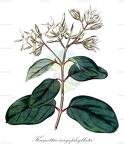 Kamettia caryophyllata