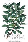 Lacmellea edulis