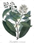 Landolphia owariensis