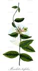 Mesechites trifidus