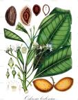Ochrosia borbonica