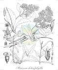 Parsonsia heterophylla