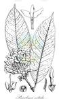 Picralima nitida