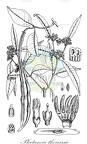 Plectaneia thouarsii