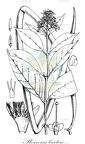 Pleioceras barteri