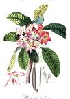 Plumeria rubra