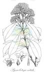 Pycnobotrya nitida