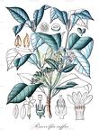 Rauvolfia caffra