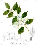 Secondatia densiflora