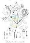 Skytanthus hancorniifolius