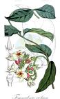 Temnadenia violacea