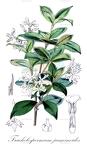Trachelospermum jasminoides