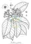 Vallaris glabra