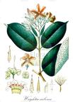 Wrightia arborea