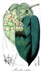 Mondia whitei