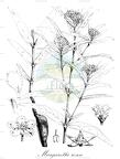 Margaretta rosea