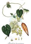 Marsdenia tenacissima