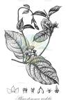 Phaeostemma riedelii