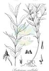 Pentasacme wallichii