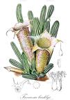 Tavaresia barklyi