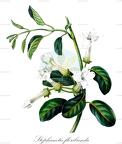 Stephanotis floribunda