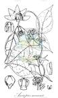Anisopus mannii