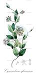 Cynanchum africanum