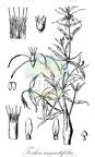 Fockea angustifolia