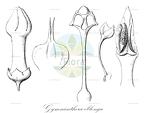Gymnanthera oblonga