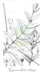 Gymnanthera oblonga