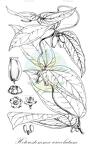 Heterostemma urceolatum
