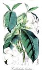 Callichilia barteri