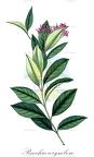 Pinochia corymbosa