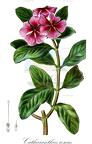 Catharanthus roseus