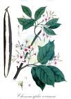 Chonemorpha verrucosa