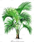 Howea belmoreana