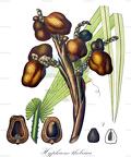 Hyphaene thebaica