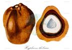 Hyphaene thebaica