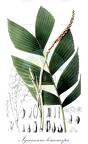 Iguanura leucocarpa
