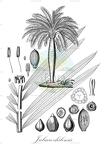 Jubaea chilensis