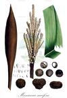 Manicaria saccifera