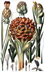Nypa fruticans