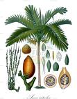 Areca catechu